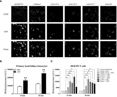 Corrigendum: Characterization of pannexin1, connexin32, and connexin43 in spotted sea bass (Lateolabrax maculatus): they are important neuro-related immune response genes involved in inflammation-induced ATP release